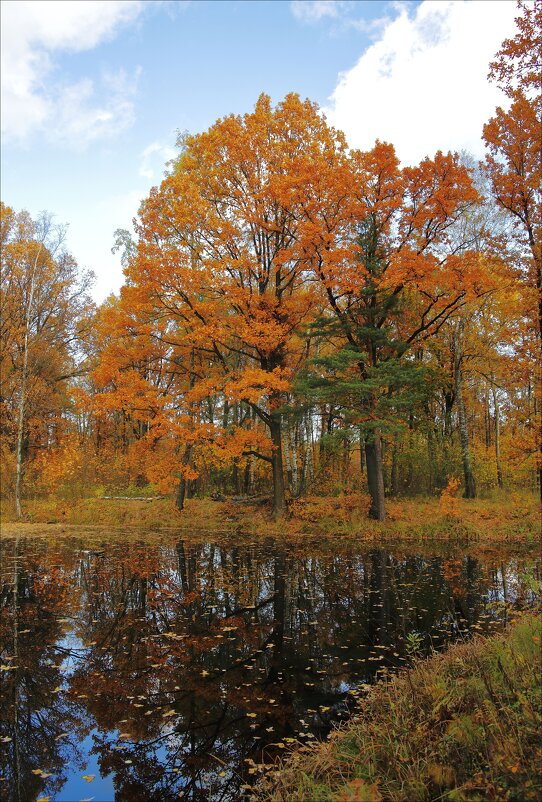 Осень в лесопарке - Александр Алексеенко