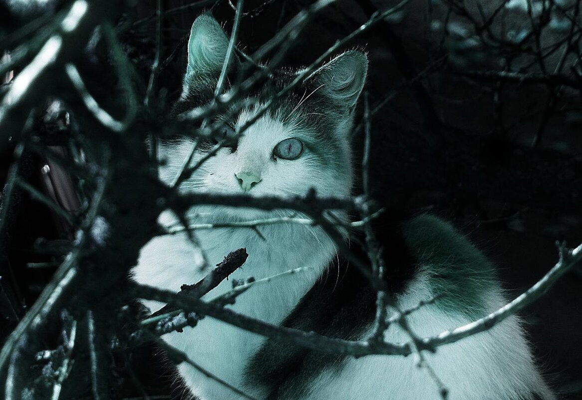 сквозь стекло - Николай Семёнов