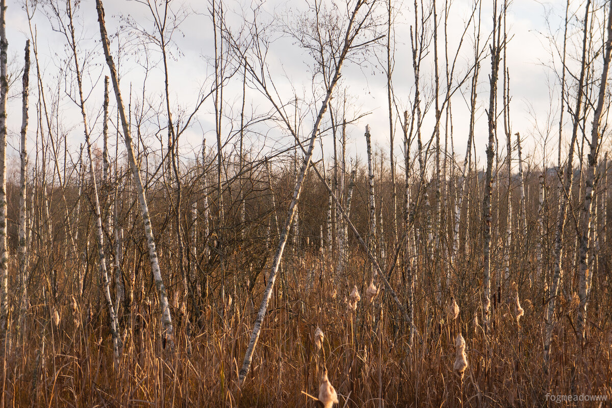 наклоненная береза - fogmeadowww m наклоненная береза - fogmeadowww m