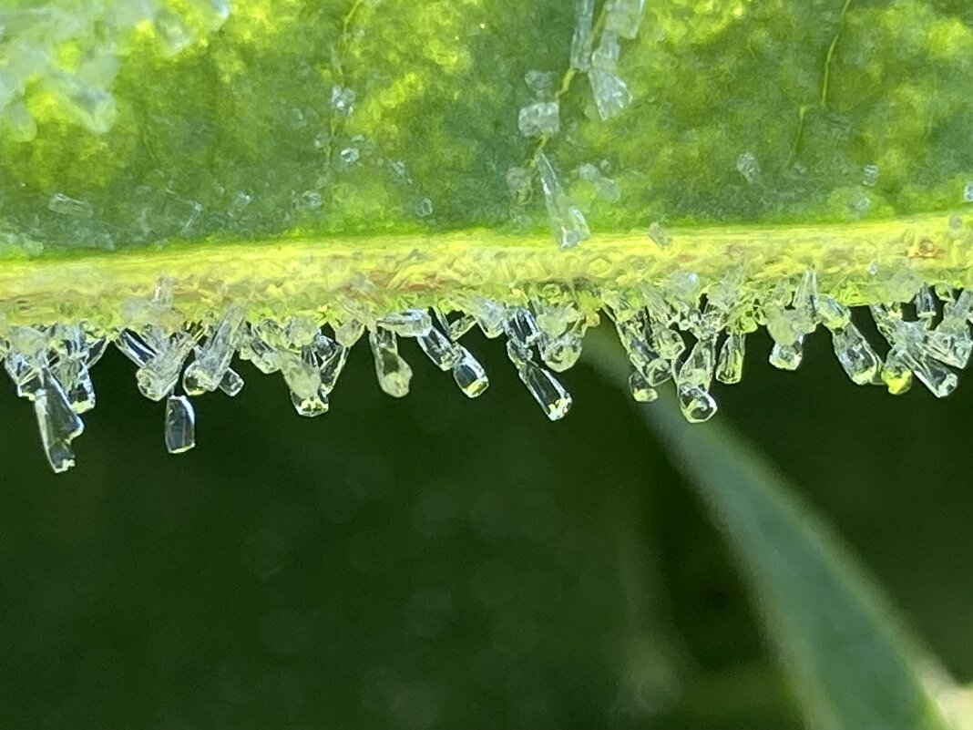 Иней - Ольга Савельева 