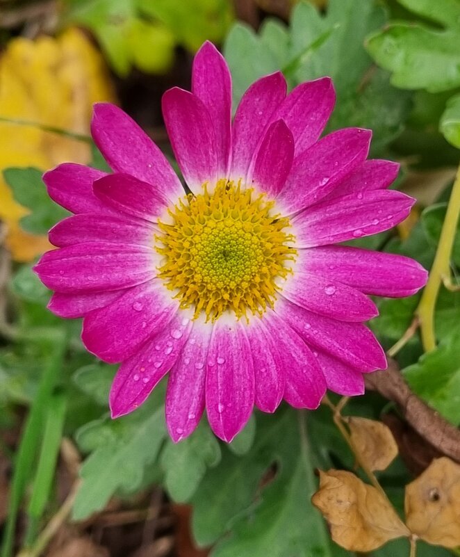 Дождик прошел - Наталья 