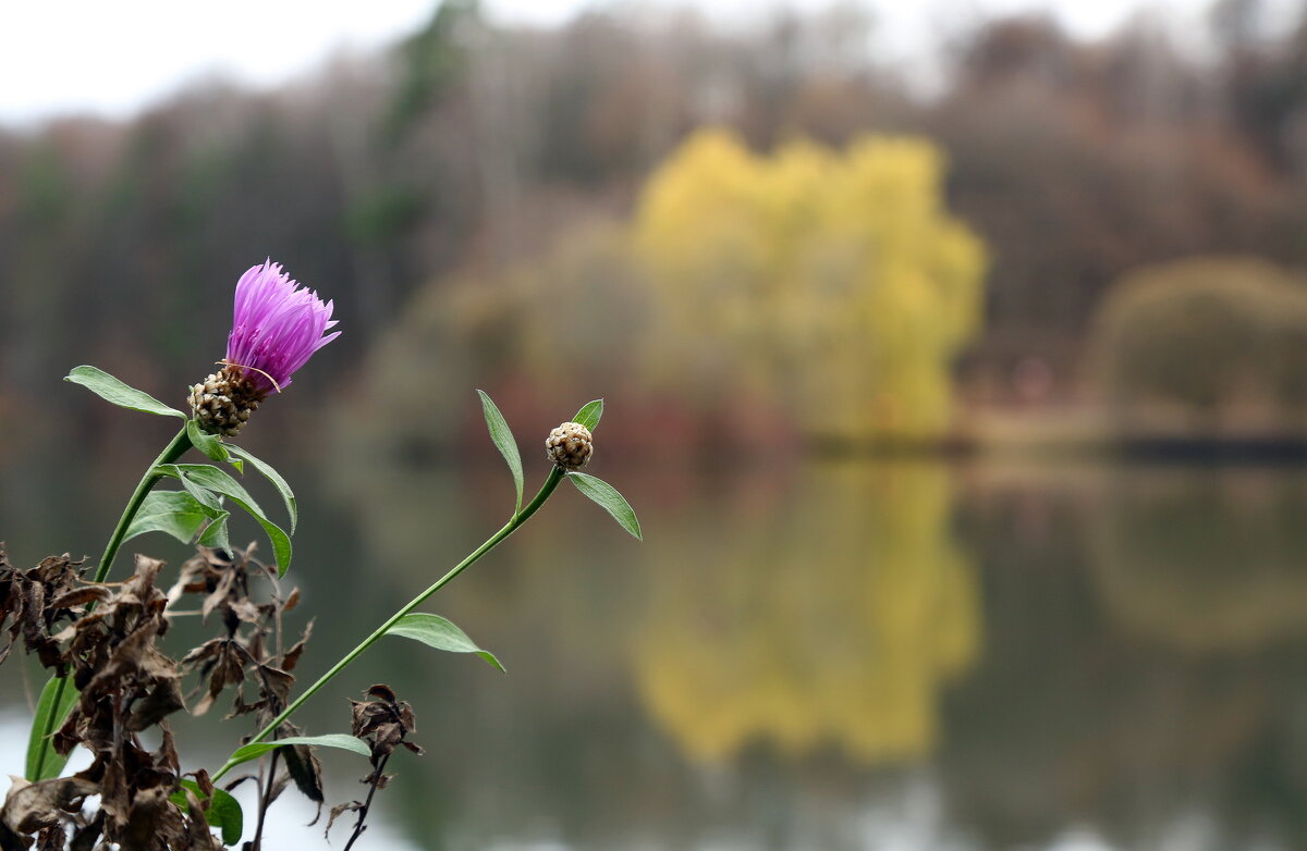 Царицыно 10 ноября - Михаил Бибичков