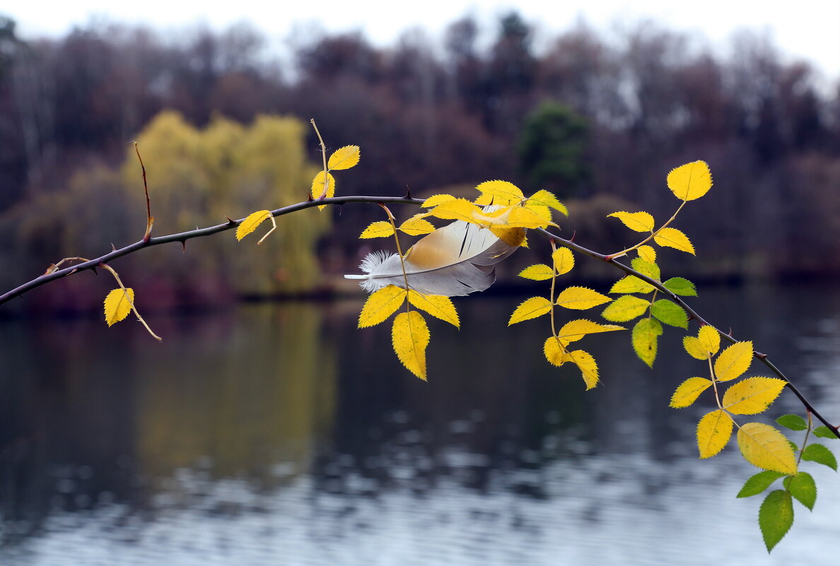 Царицыно 10 ноября - Михаил Бибичков Царицыно 10 ноября - Михаил Бибичков