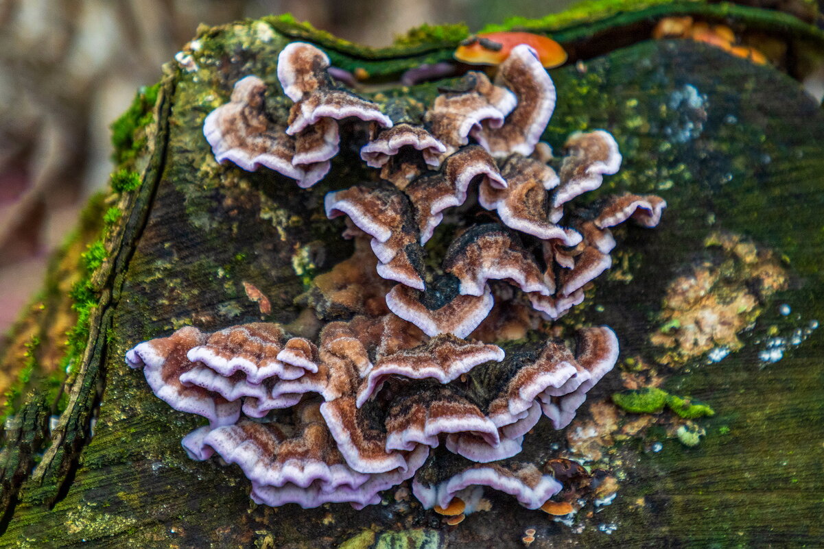 *** - Анатолий. Chesnavik.