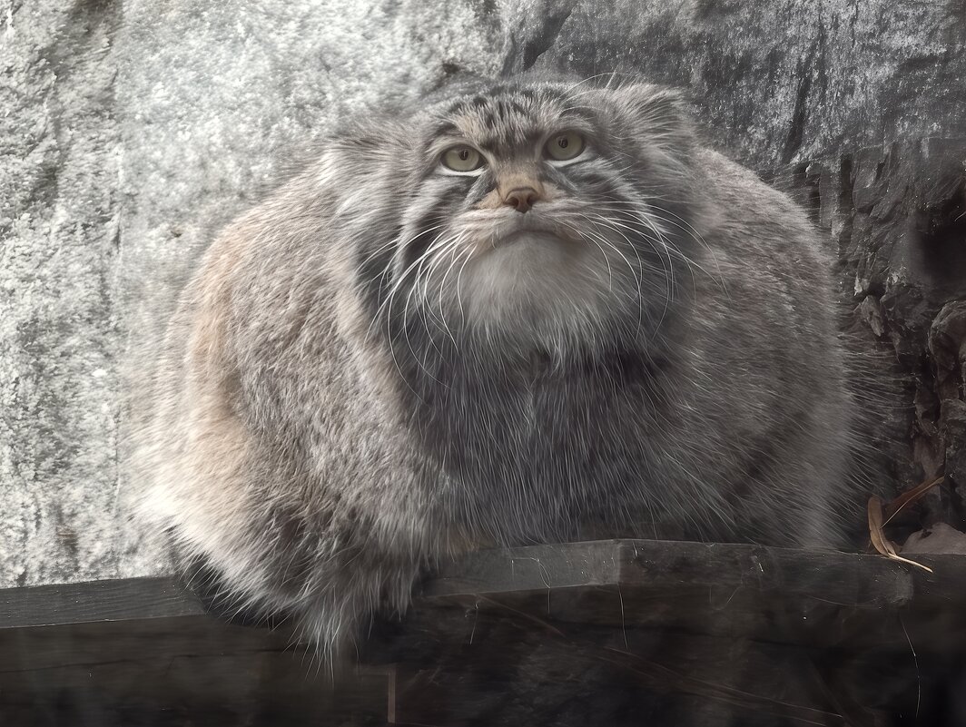 Манул Тимофей - <<< Наташа >>>