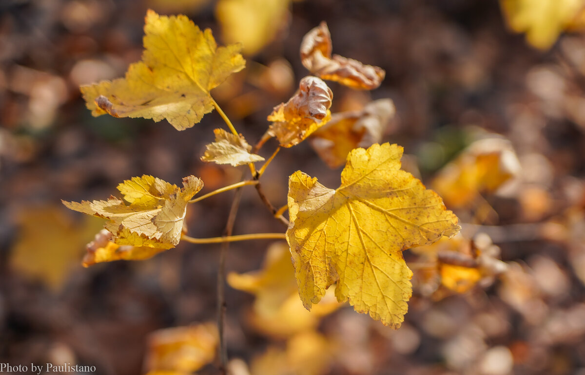 Палитра ноября... - Владимир Жданов