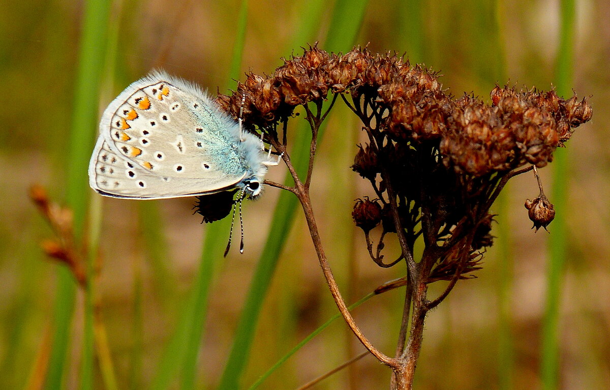 опять про бабочек...22 - Александр Прокудин опять про бабочек...22 - Александр Прокудин