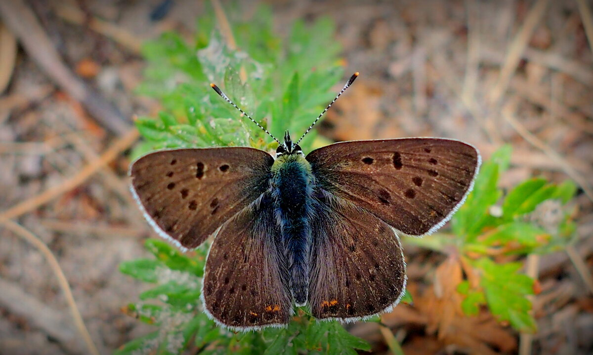 опять про бабочек...24 - Александр Прокудин