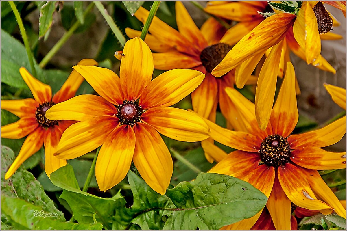 Про сентябрь... - Aquarius - Сергей Про сентябрь... - Aquarius - Сергей