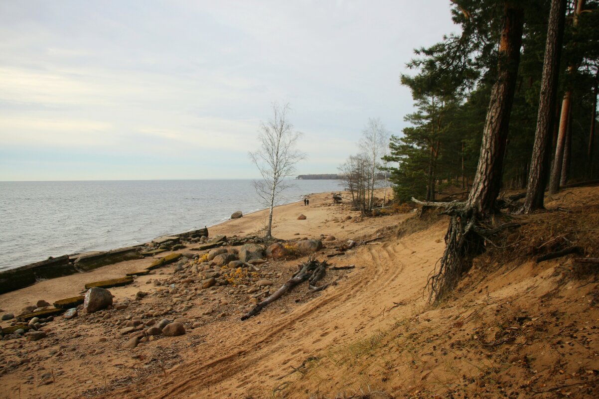 Репино - Наталья Герасимова Репино - Наталья Герасимова