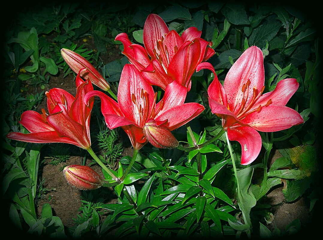 Лилии вечером - Натала ***