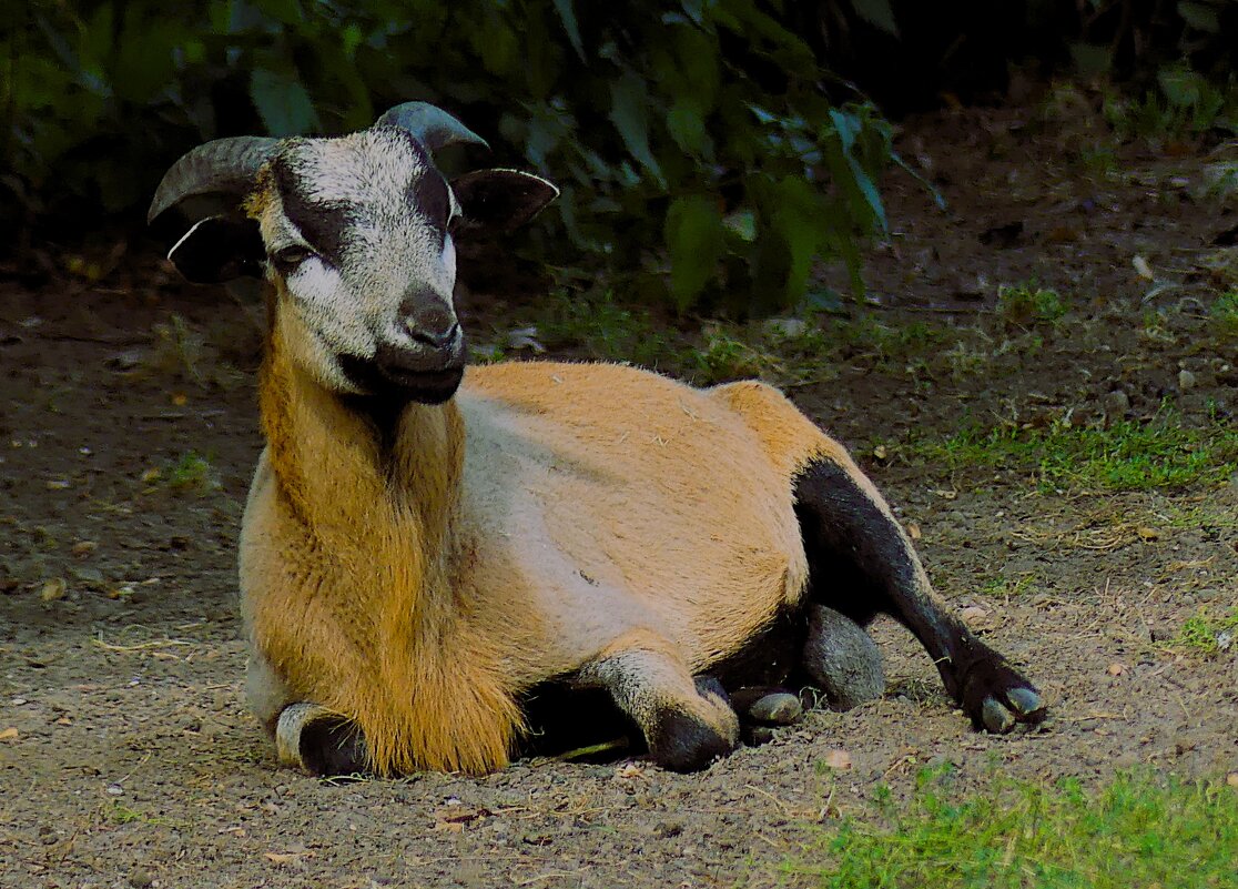 Из жизни животных(серия) - Владимир Манкер