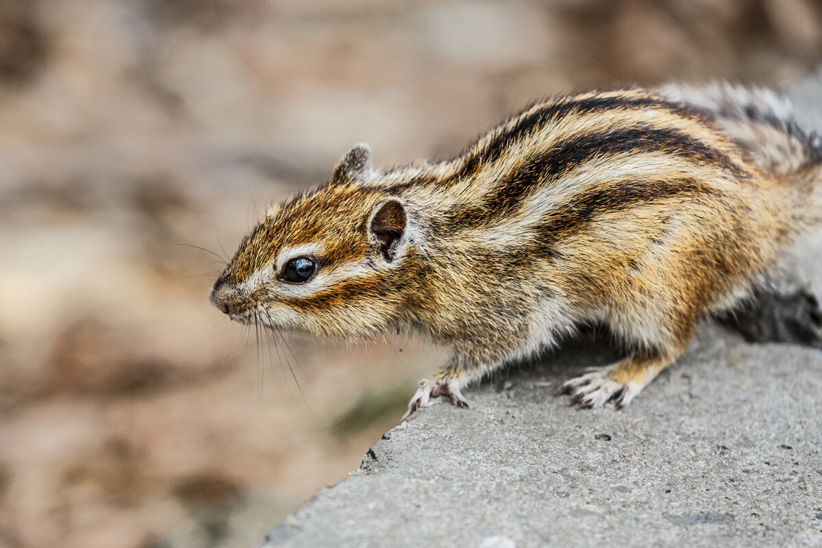 Бурундук - SanSan 