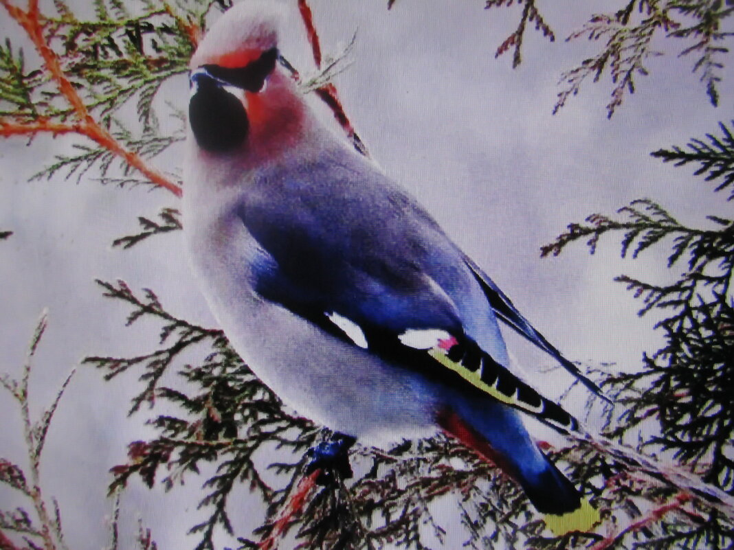 Свиристель пожаловал - Людмила Смородинская Свиристель пожаловал - Людмила Смородинская