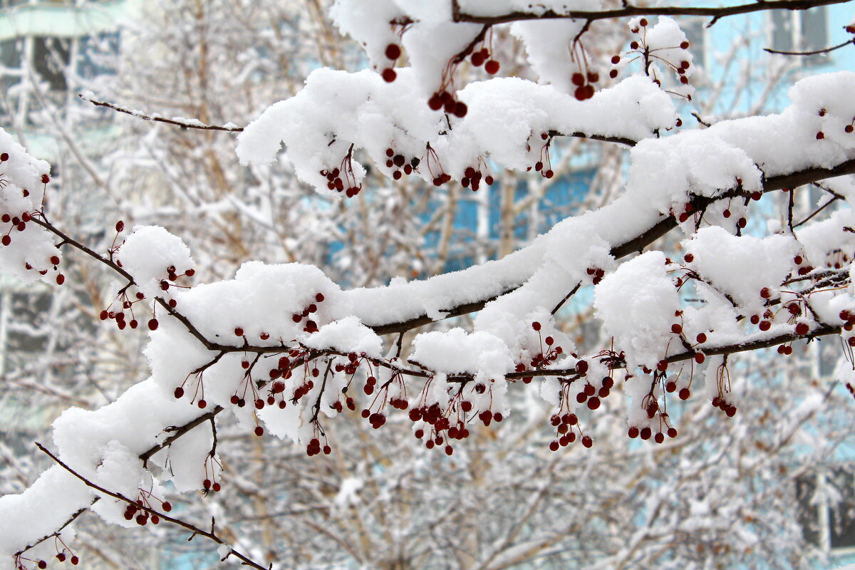 Пришла, рассыпалась клоками... - Татьяна Лютаева Пришла, рассыпалась клоками... - Татьяна Лютаева
