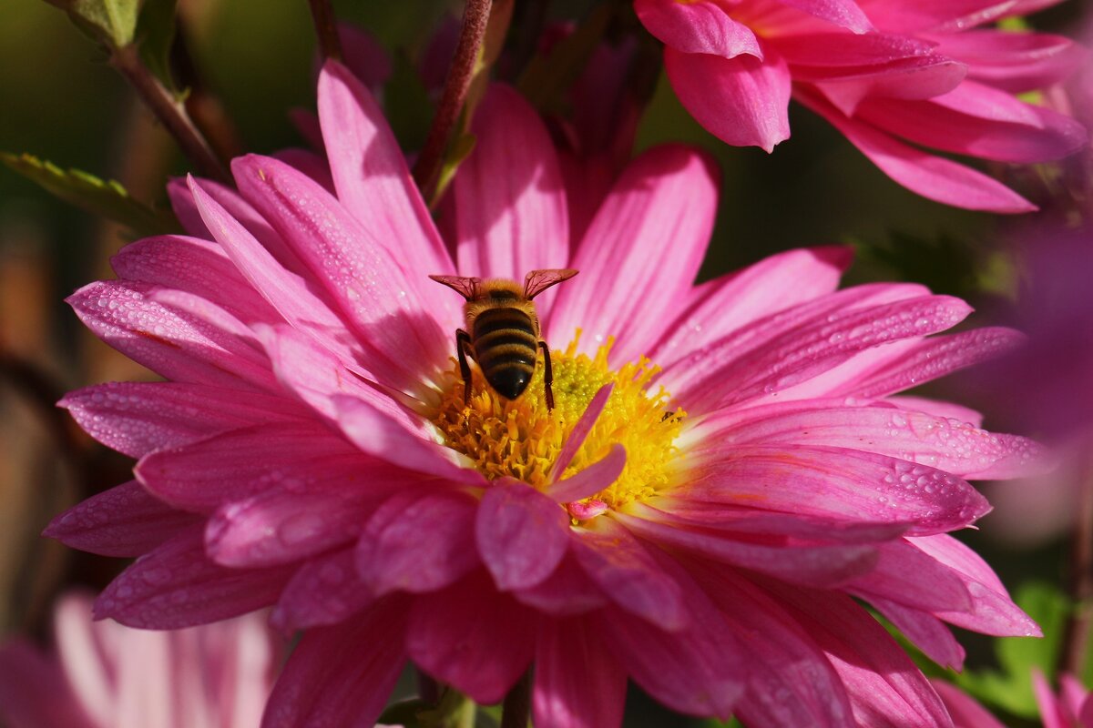 Солнечный ноябрь - Юрий. Шмаков