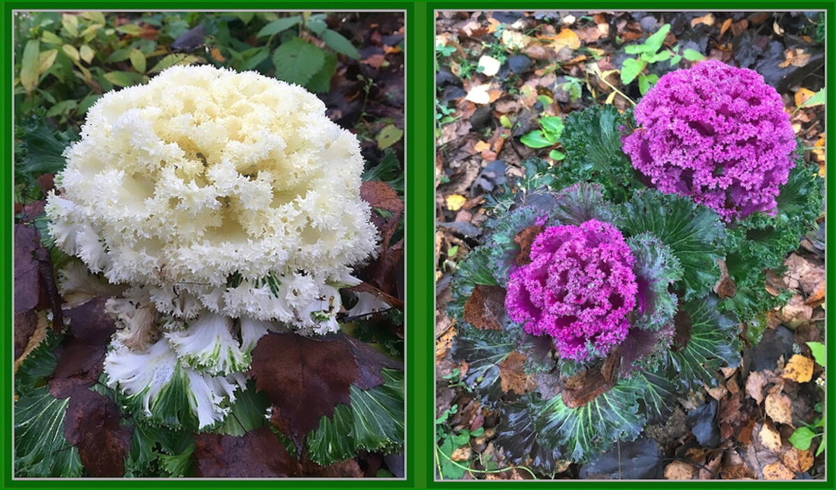 Декоративная капуста - Ольга Довженко