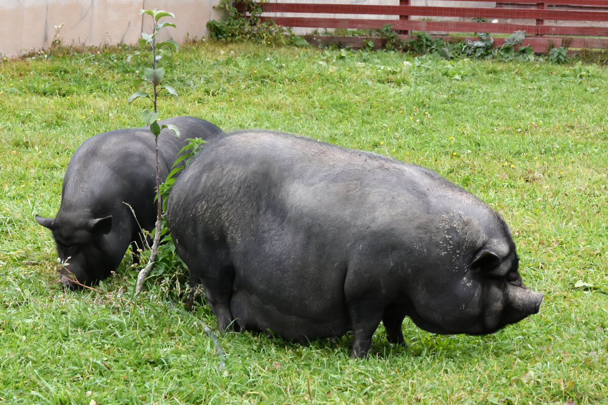 Московская область. Серпухов. Ферма «Русский страус». - Наташа *****