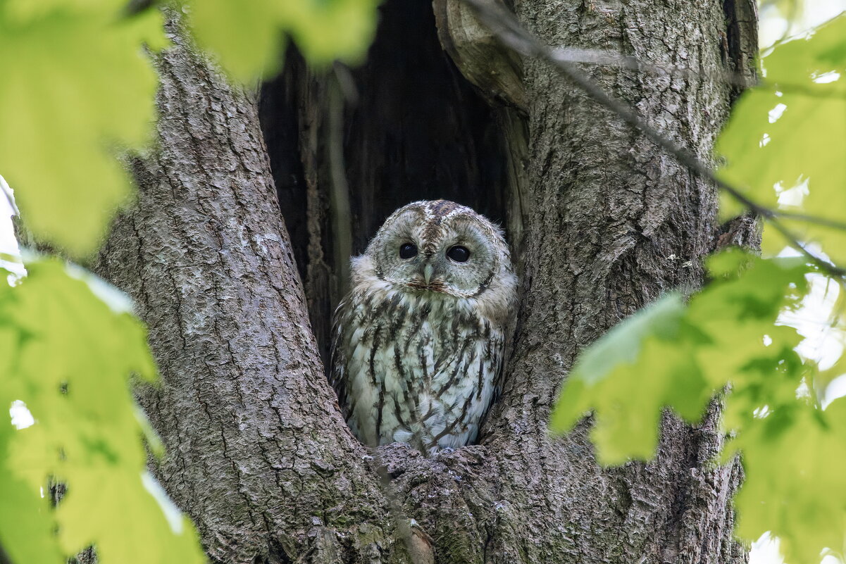 серая неясыть.молодая. - юрий макаров серая неясыть.молодая. - юрий макаров