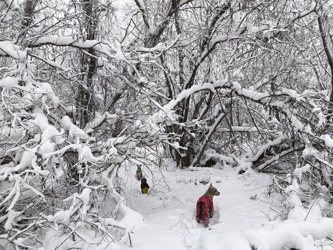 Зимние прогулки - Anna Ivanova Зимние прогулки - Anna Ivanova