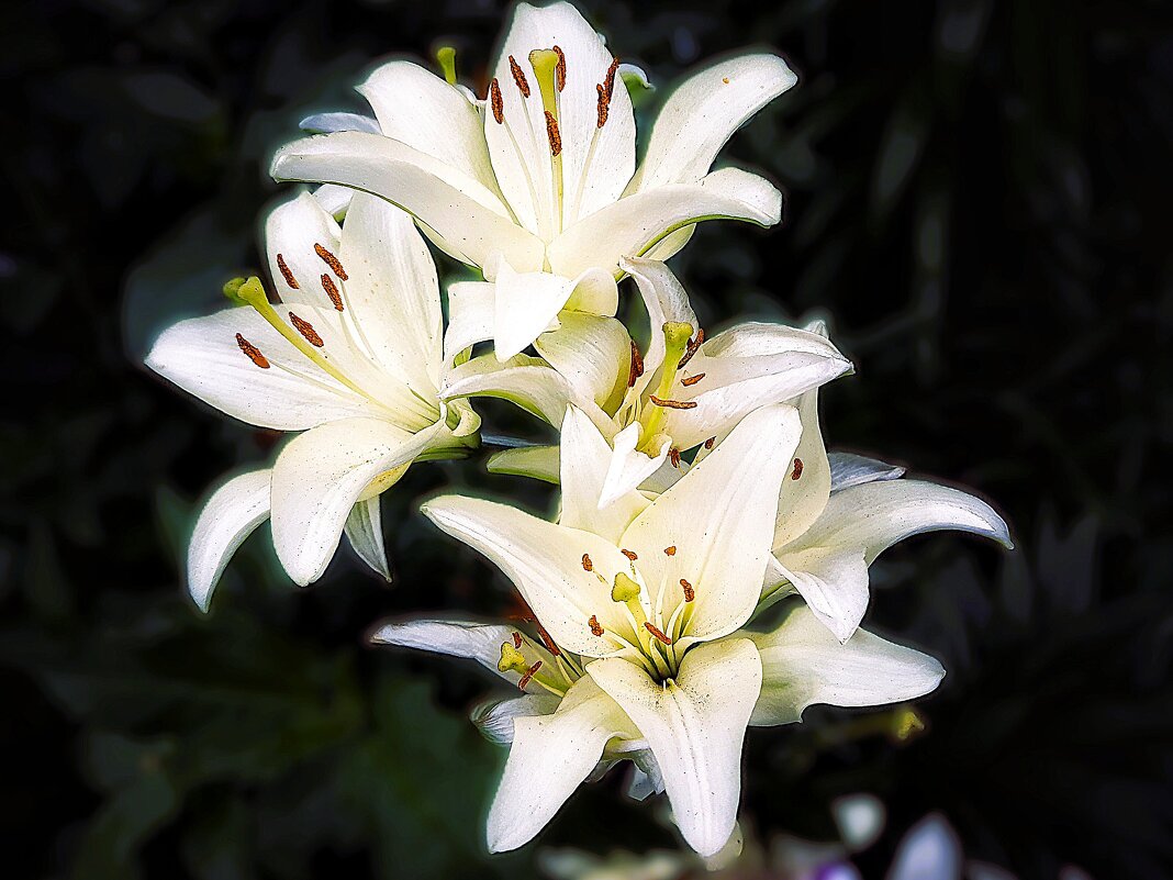 Как расцвет золотист! Как расцвет её бел! - Hope 