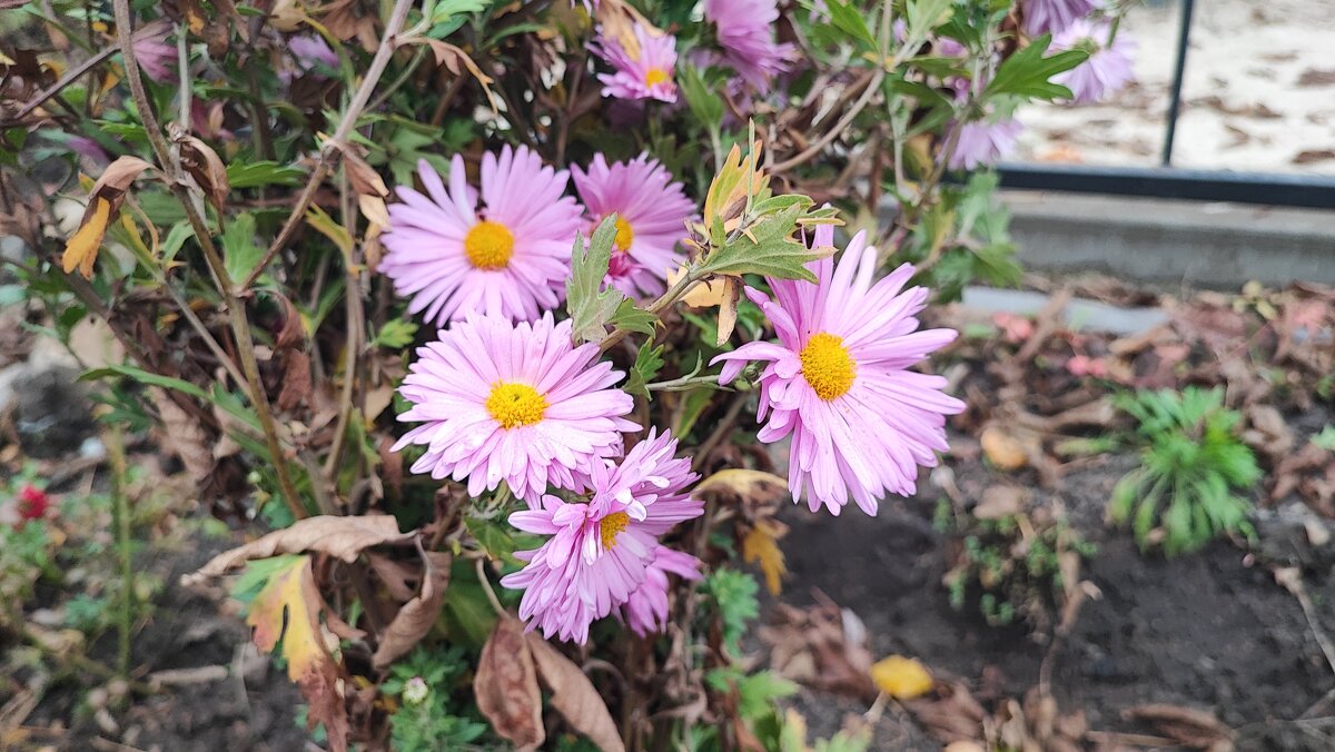 ,,, - Сергей Тимоновский