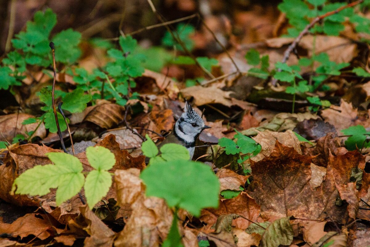 Хохлатая синица - Галина Ложечникова