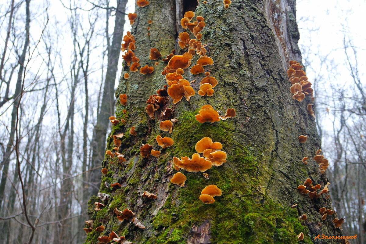 Грибная тема в ноябре - Андрей Заломленков