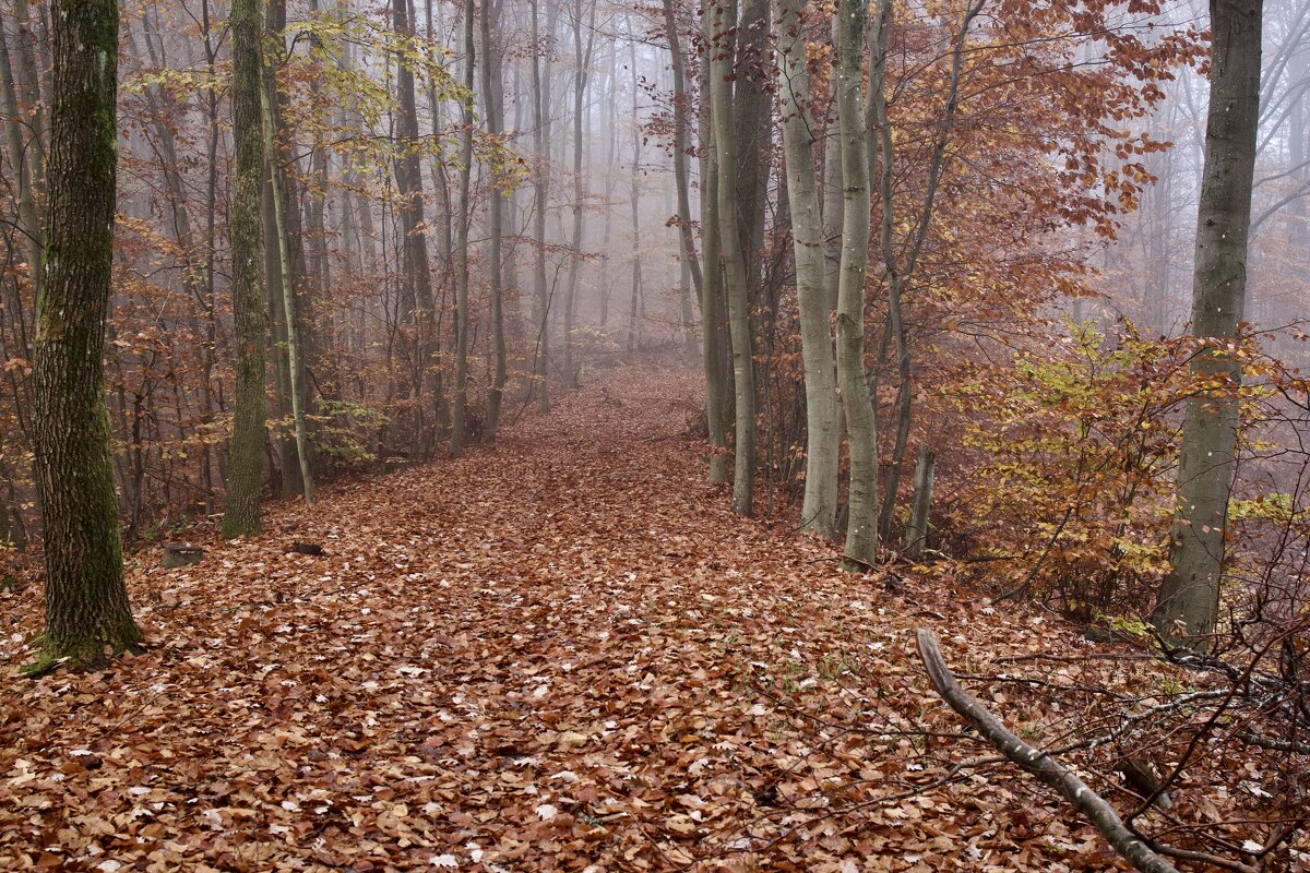 Осенний лес. - Lucy Schneider 
