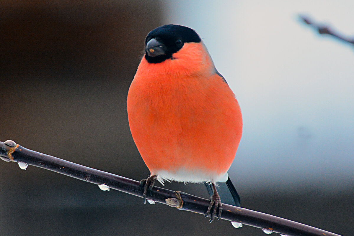 красавчик - леонид логинов