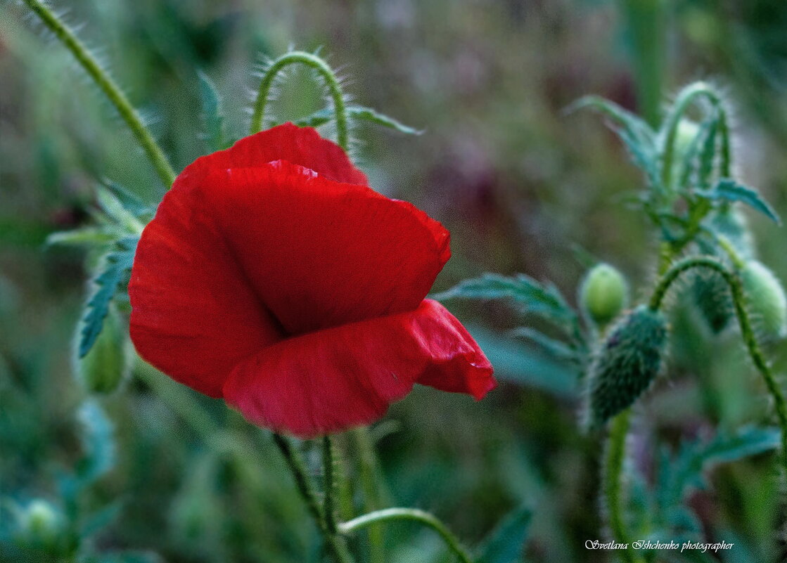 Мак дикий - Светлана Ищенко