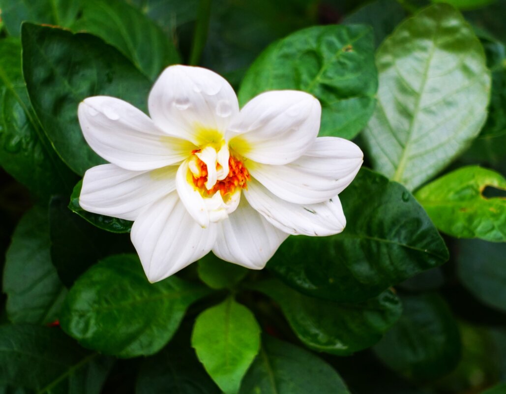 Нежная Георгина под дождём - Aida10 