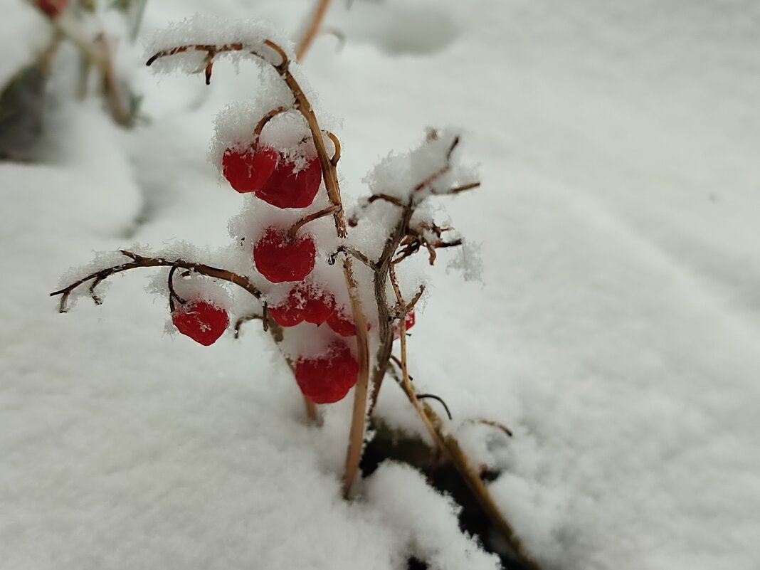 Ягоды ландыша - Валентина Богатко 