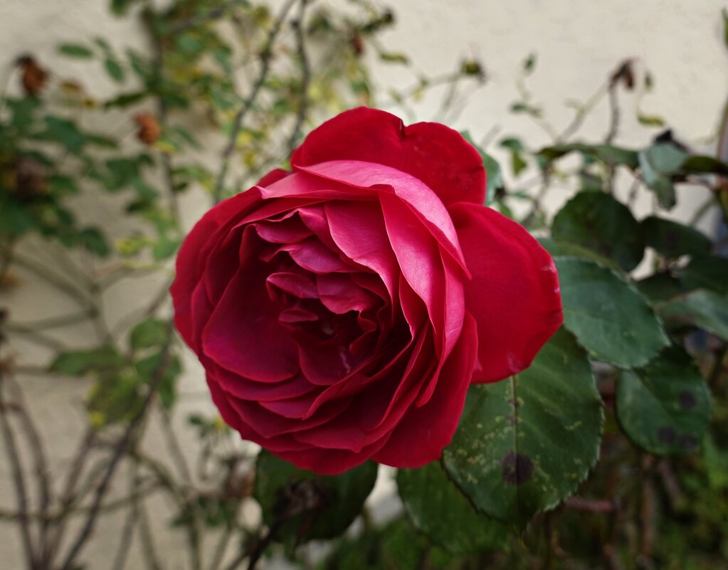 .....в осенних розах нежность увяданья... - Галина 