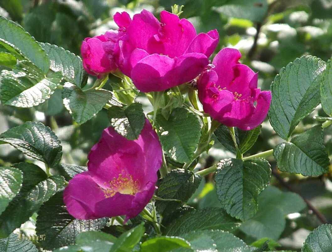 Шиповник - Freddy 97