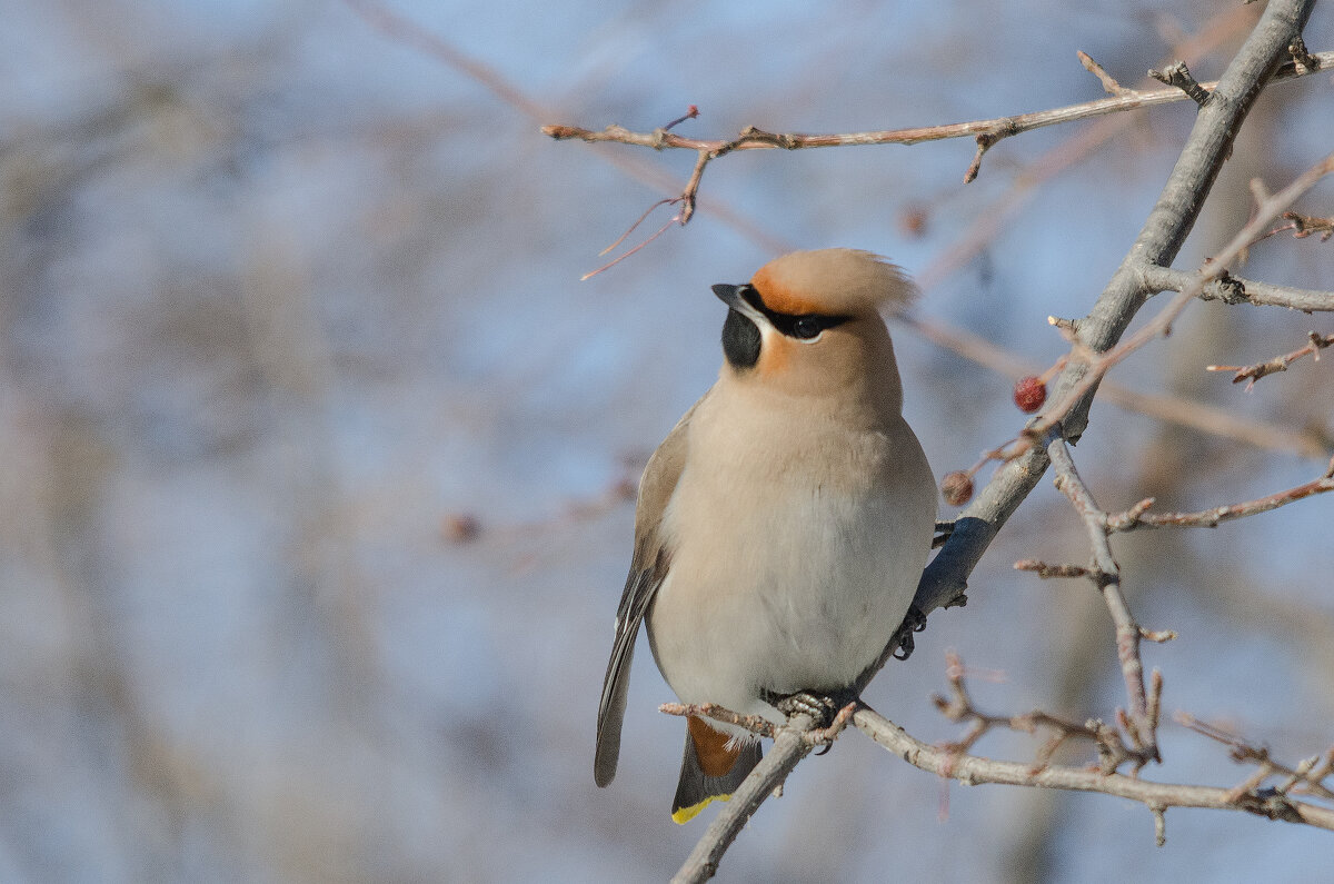Свиристель - Виктор Иванович Чернюк