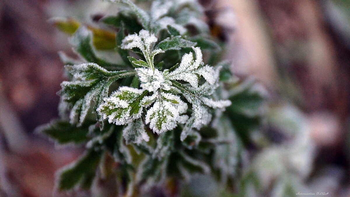 первый заморозок.... - Ольга Cоломатина