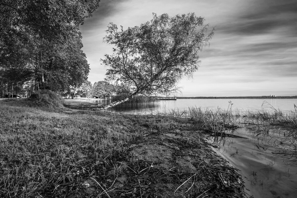 Березка - Николай 