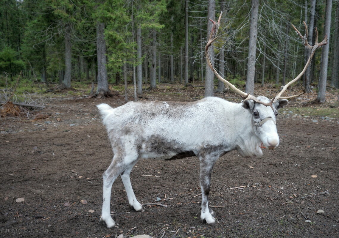 Олень - Andrey Lomakin