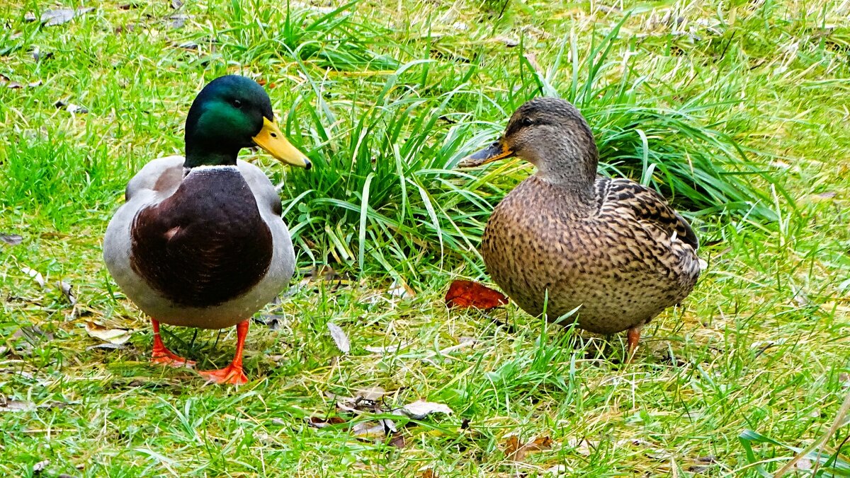 Кряквы на городском водоёме. - Милешкин Владимир Алексеевич 