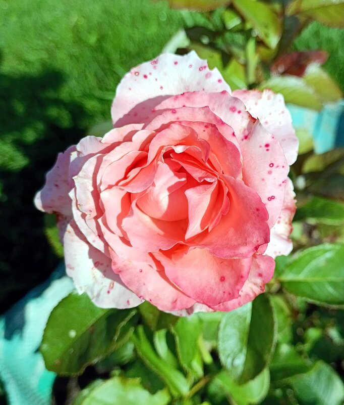 Роза. - Ирина ***