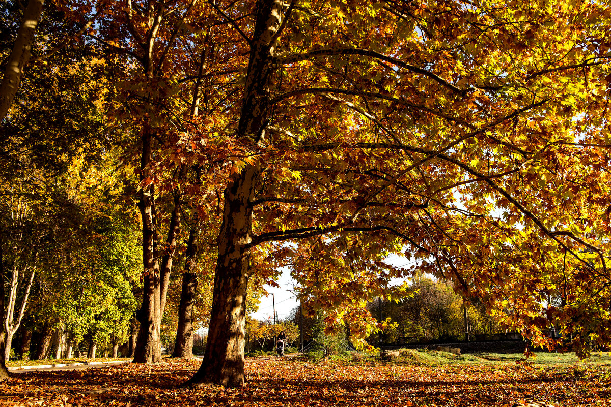 Пестрые краски осени. - Сергей Воротников