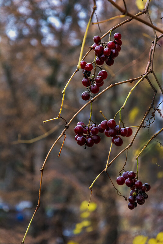 Осень - Сергей 