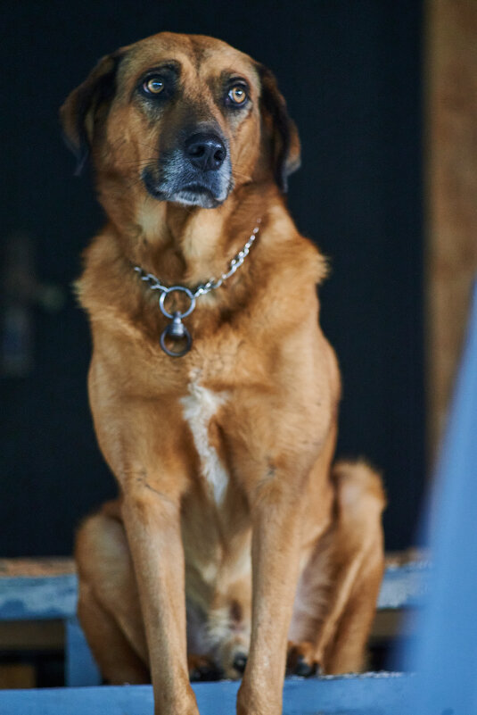 ну дайте хоть,одну Вкусняшку - Александр Леонов