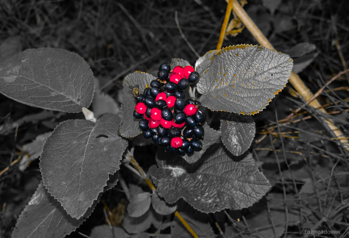 Калина гордовина - fogmeadowww m