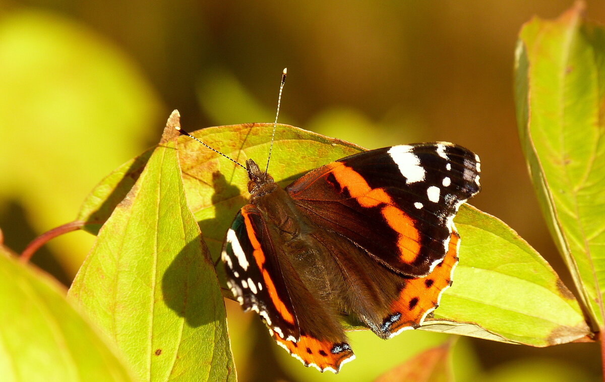 опять про бабочек...26 - Александр Прокудин