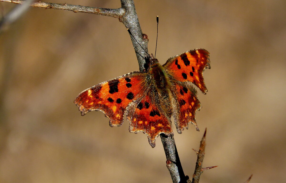 опять про бабочек...30 - Александр Прокудин опять про бабочек...30 - Александр Прокудин