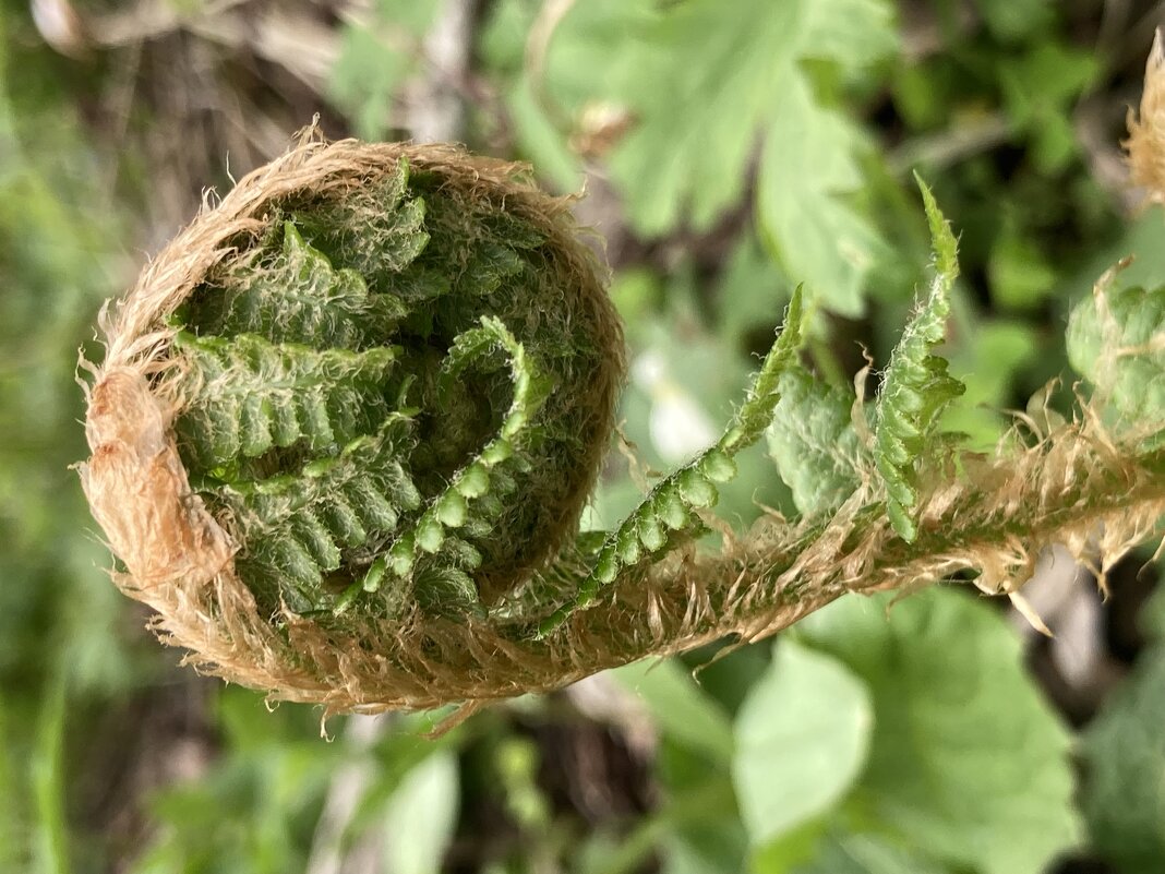 Завиток - Ольга Савельева 