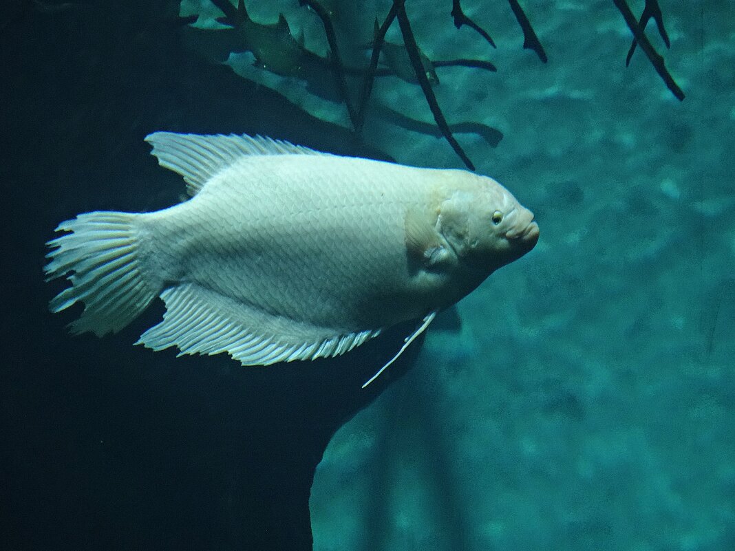 Гурами гигантский-альбинос. Приморский Океанариум - Лидия Бусурина