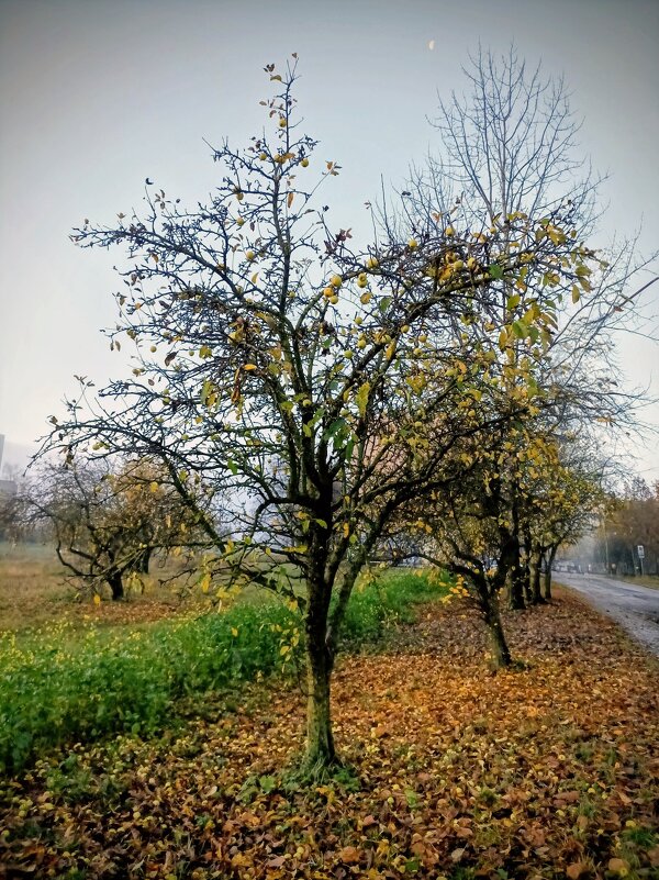 Яблоня - Veera V